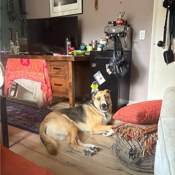 Meet your Posher, Jade - Picture 4 of 5